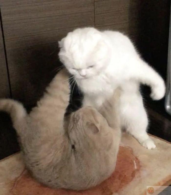 Giả bộ không thèm nhưng lát lại bò tới