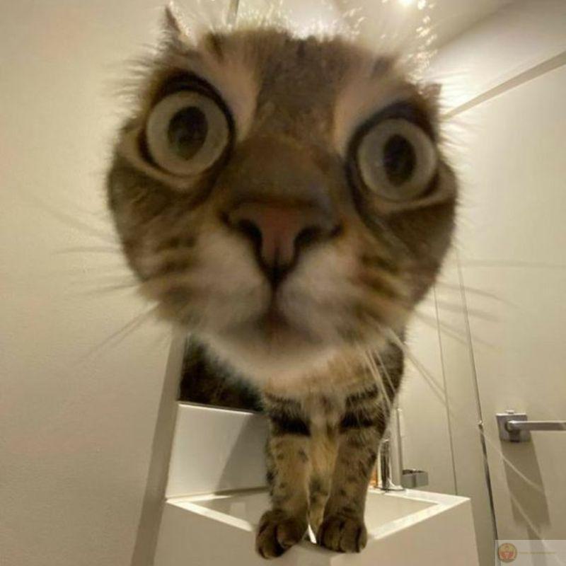 Khi bạn lỡ bước vào lãnh địa của mèo chúa