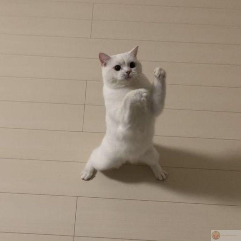 Mèo meme dễ thương