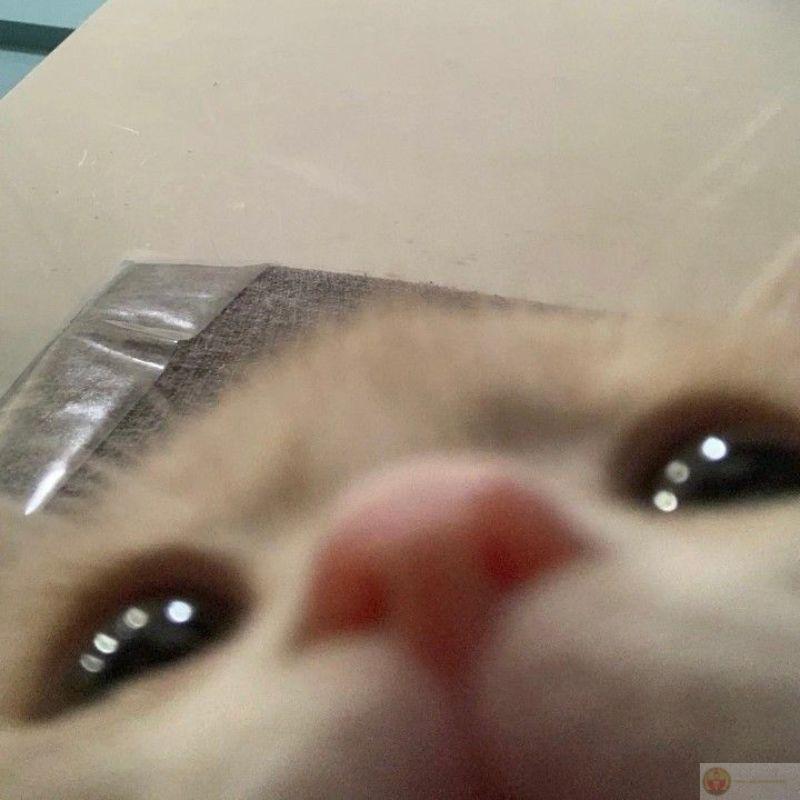 Meme mèo dễ thương