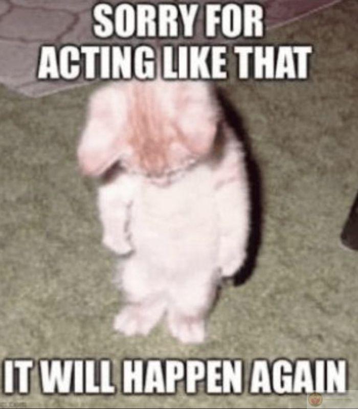 Meme mèo tức giận