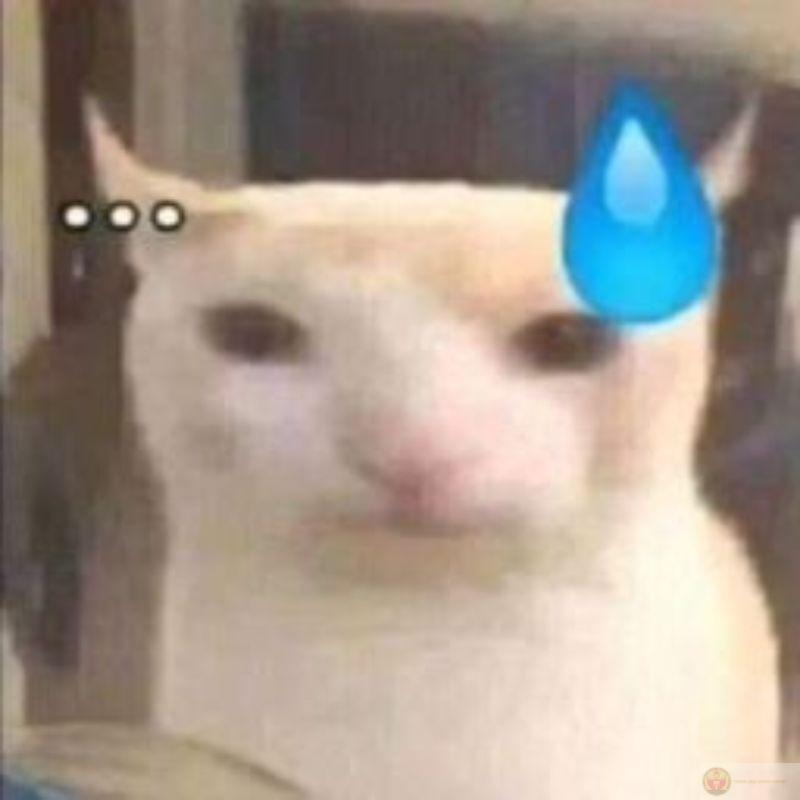 Meme mèo khinh bỉ