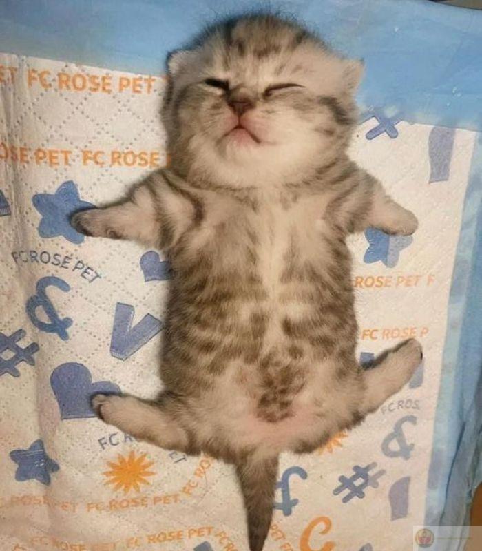 Meme mèo ôm đầu