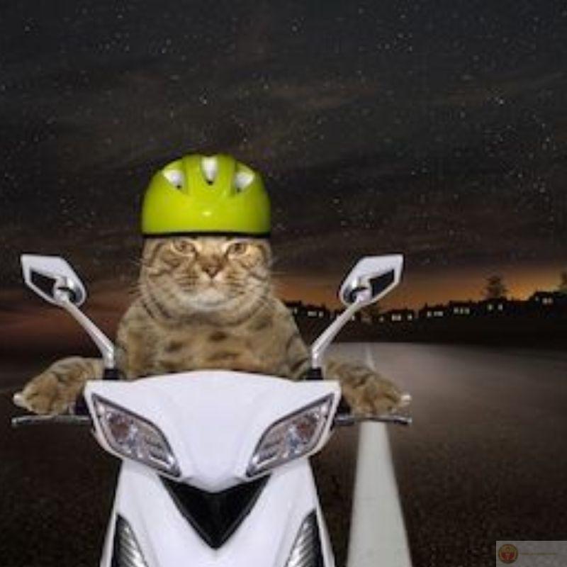 Meme ảnh mèo bựa