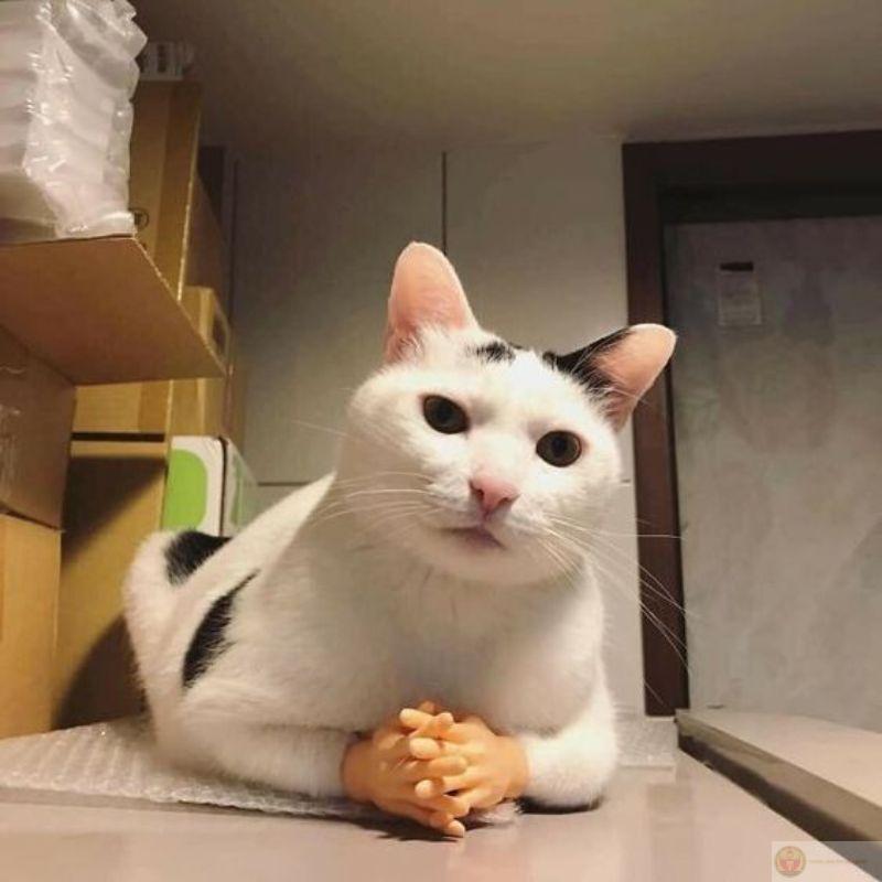 Mèo đứng 2 chân meme