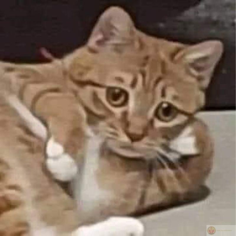 Meme mèo đeo kính