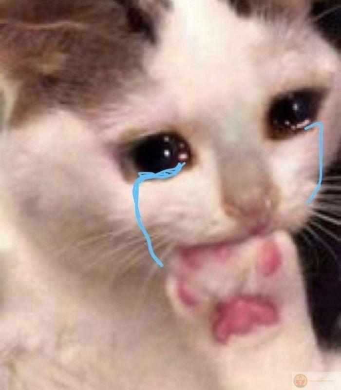 Meme mèo bất ngờ