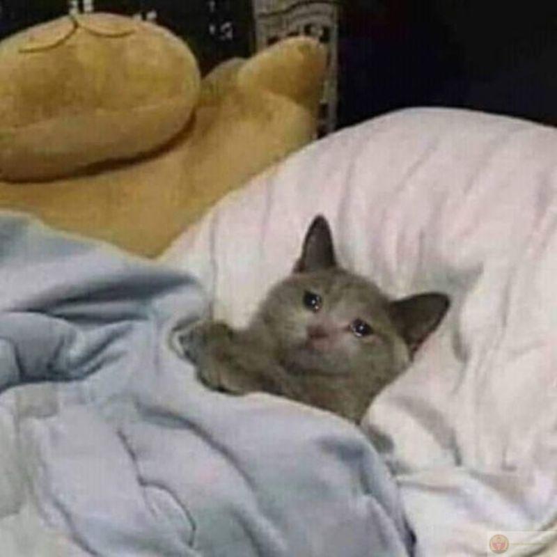 Mèo im lặng nhưng ánh mắt nói lên tất cả