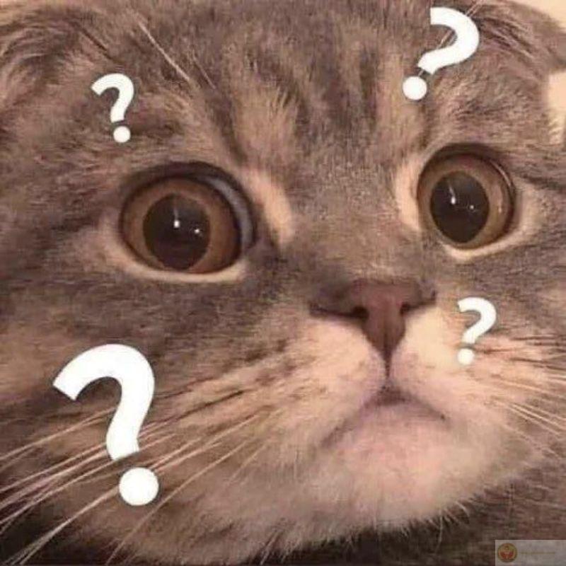 Mèo không hiểu nhưng vẫn phản ứng rất mạnh mẽ