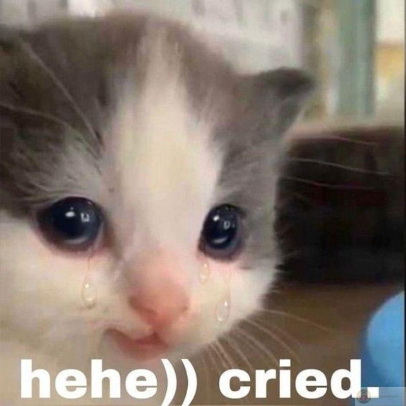 Mèo không làm gì cũng thấy đáng nghi