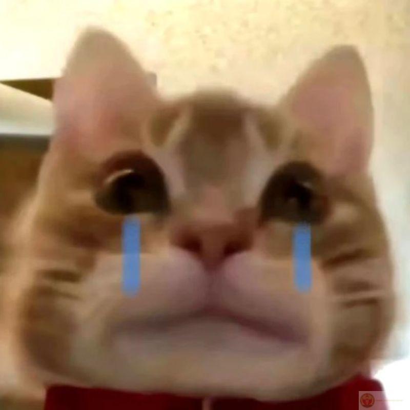 Mèo thấy tui làm việc liền nằm lên laptop