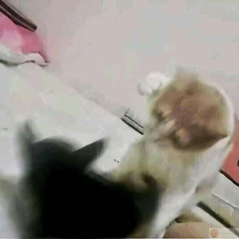 Mèo vừa ngủ dậy đã đòi giải thích sự đời