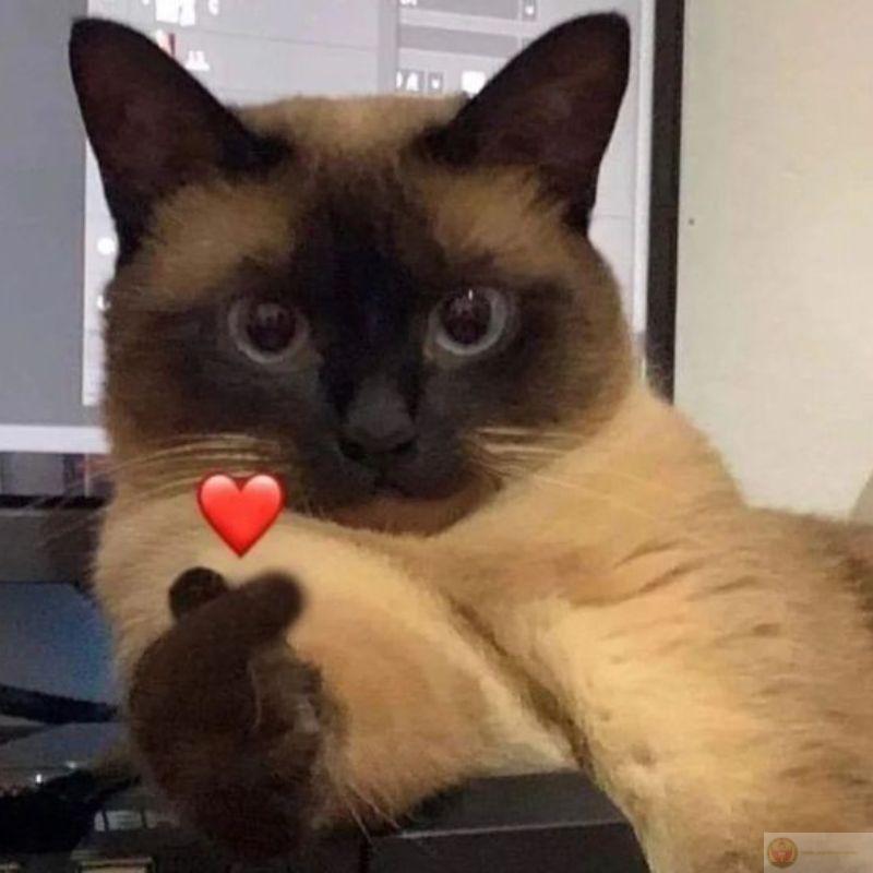 Mỗi lần tôi stress là mèo lại tới ngồi