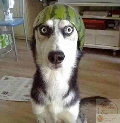 Những bồn cầu "vui nhộn" trên thế giới | Báo Pháp Luật TP. Hồ Chí Minh