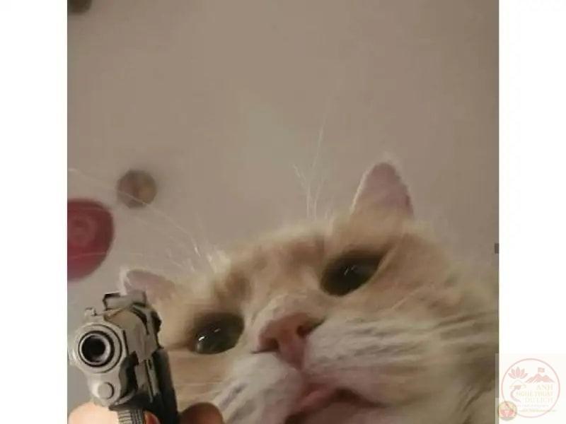 265+ Bộ Ảnh Chó Meme Hài Hước Khiến Ai Cũng Phát Cười