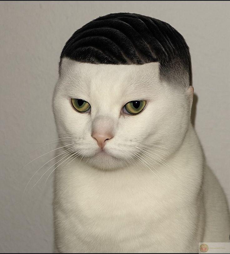 Tổng hợp những meme bất ngờ, hài hước với biểu cảm độc đáo và thú vị