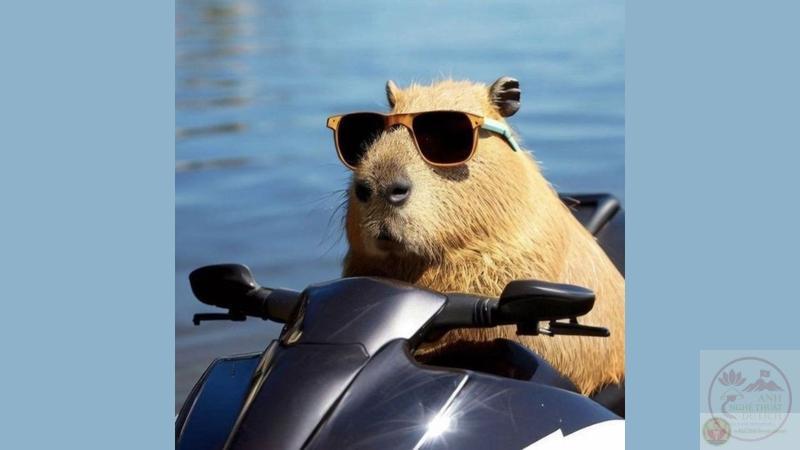 Ảnh ngầu meme chất lòi