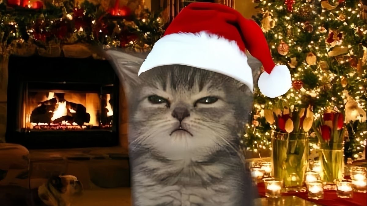 Hình ảnh meme mèo Noel nổi tiếng