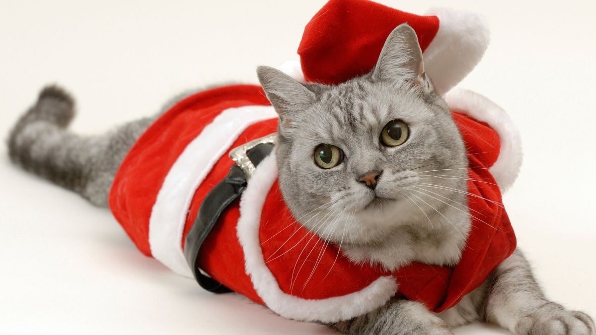 Ảnh mèo dùng để làm Meme Noel cưc đáng yêu