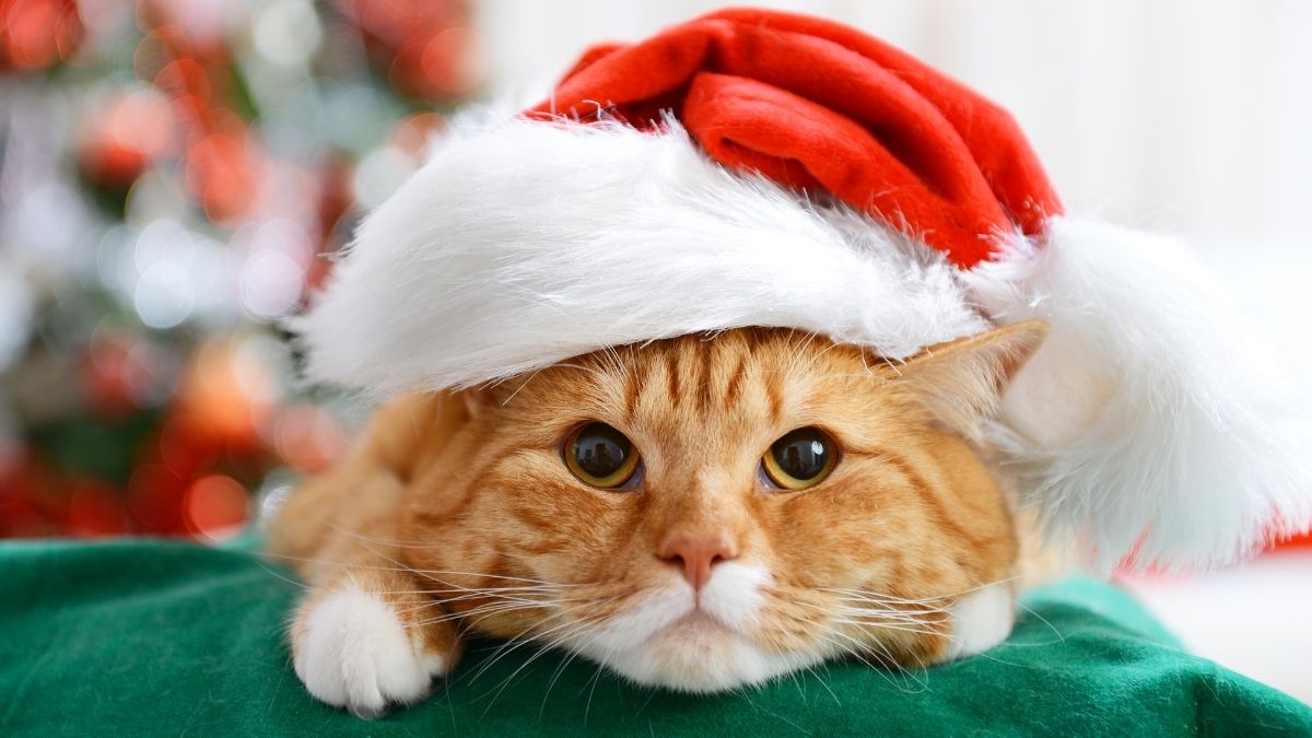 Ảnh mèo đáng yêu mùa Noel có thể làm meme