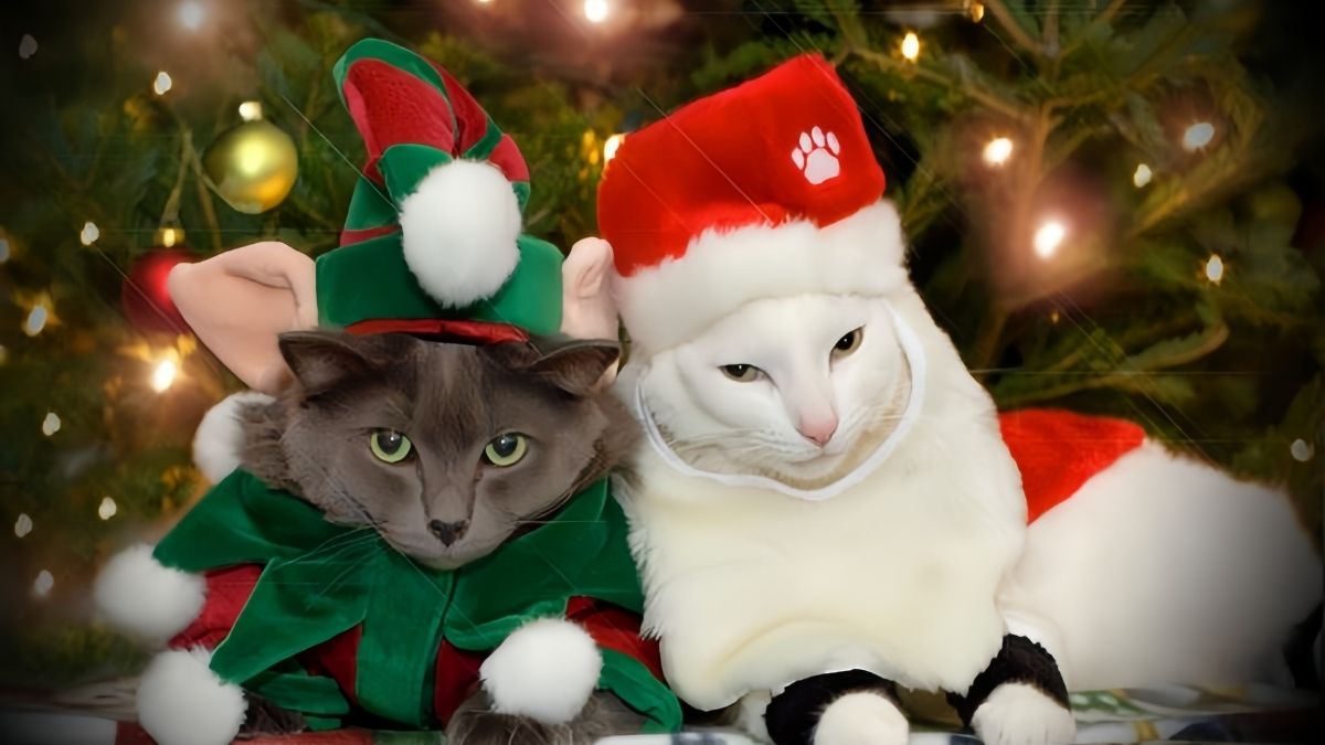 Ảnh mèo meme mùa Noel ngộ nghĩnh