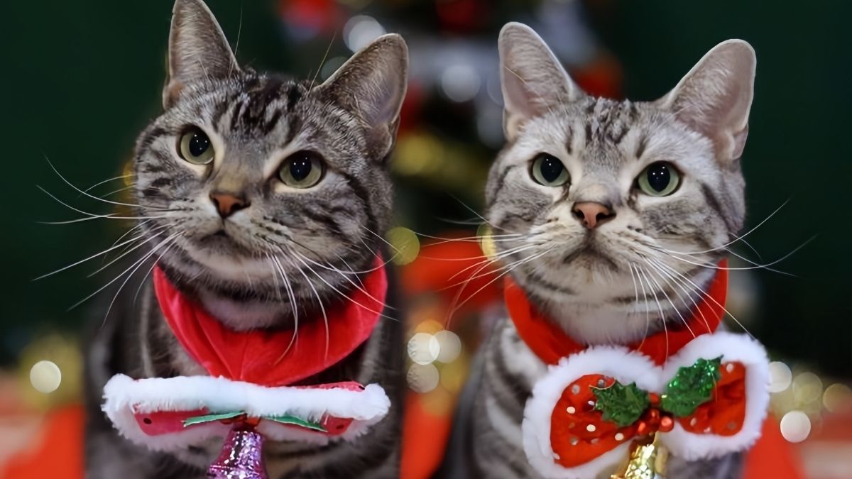 Ảnh meme mèo siêu ngầu cho mùa Noel