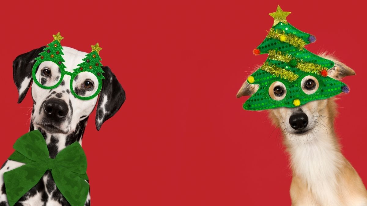 Ảnh meme chó siêu bựa cho mùa Noel