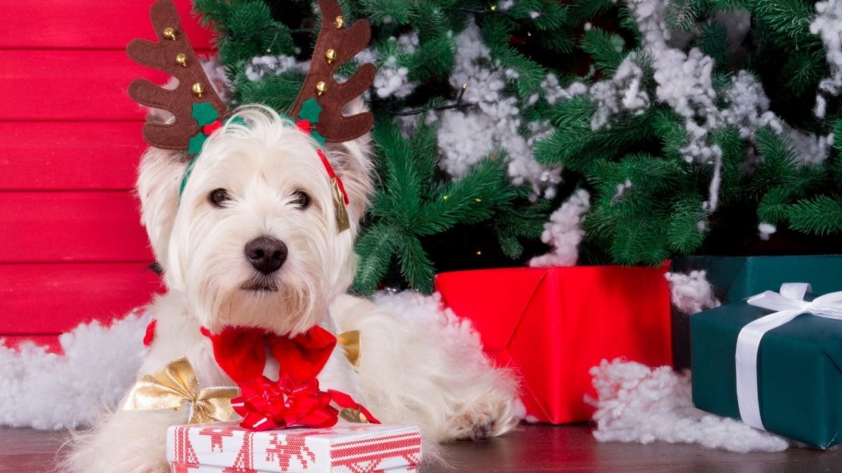 Meme Noel hình chó siêu đáng yêu