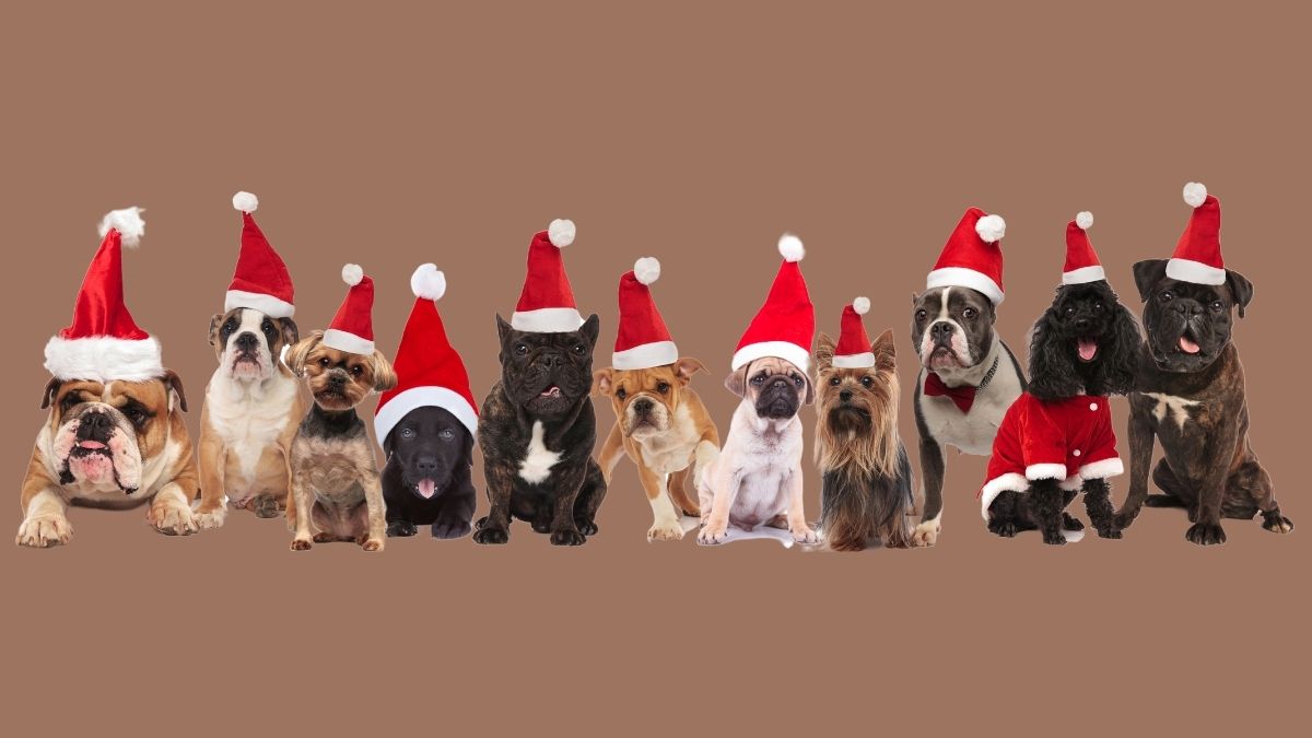 Hội tụ những chú chó hài hước cho meme