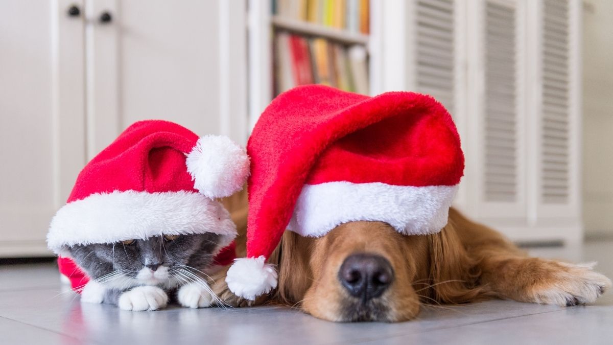 Meme về Noel ngộ nghĩnh