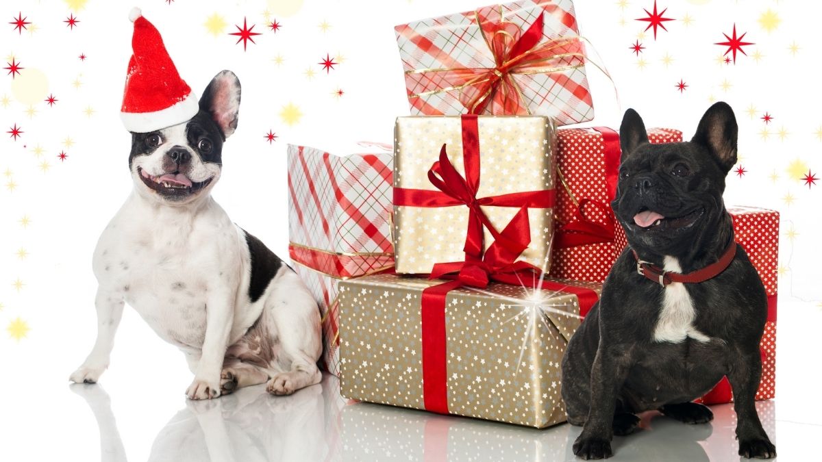 Chú chó meme Noel siêu bựa