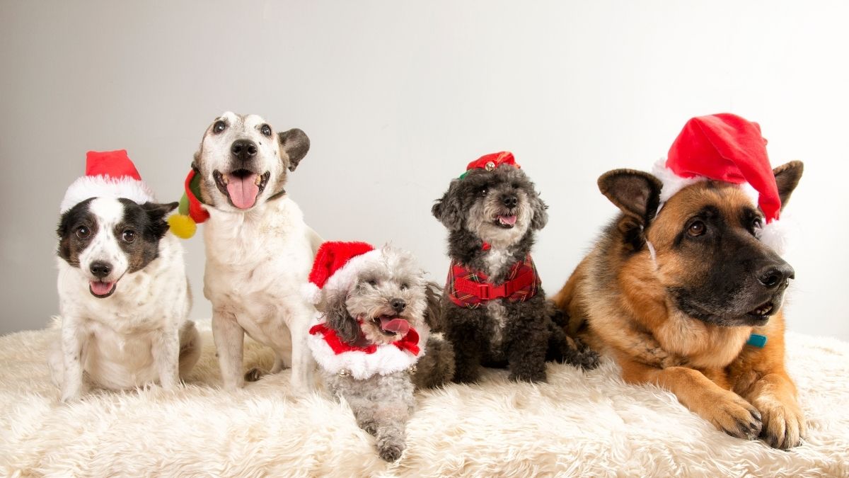 Hình ảnh meme chó hồn nhiên mùa Noel