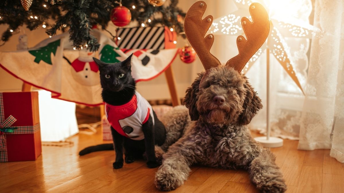 Sưu tập ảnh meme Noel hài hước