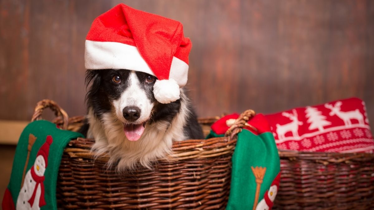 Chú chó siêu đáng yêu có thể làm meme Noel