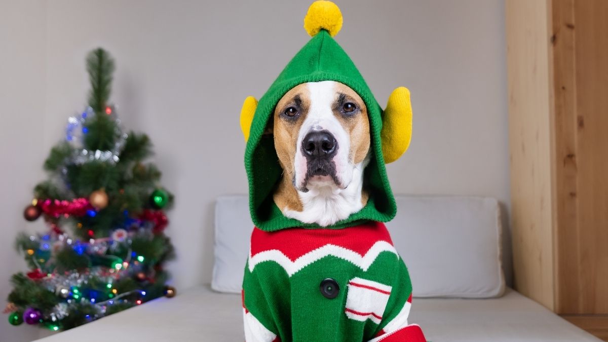 Meme chế hình cây thông noel đáng yêu