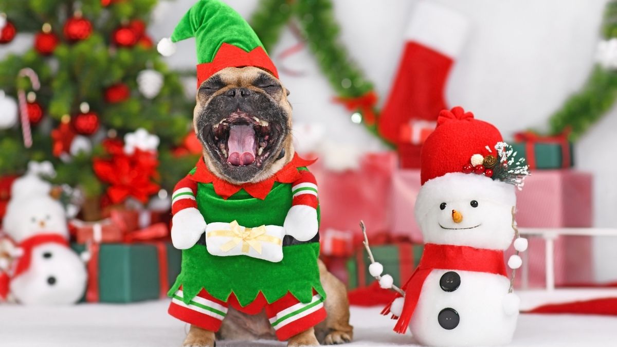 Hình ảnh chú chó hóa trang cây thông Noel siêu đáng yêu