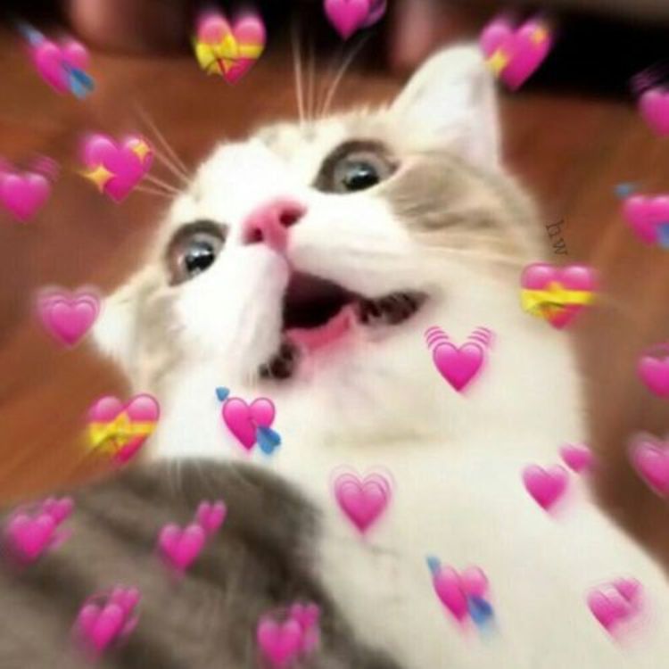 Meme tình iu mèo