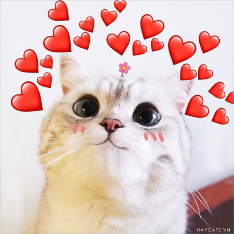 Meme tình iu mèo