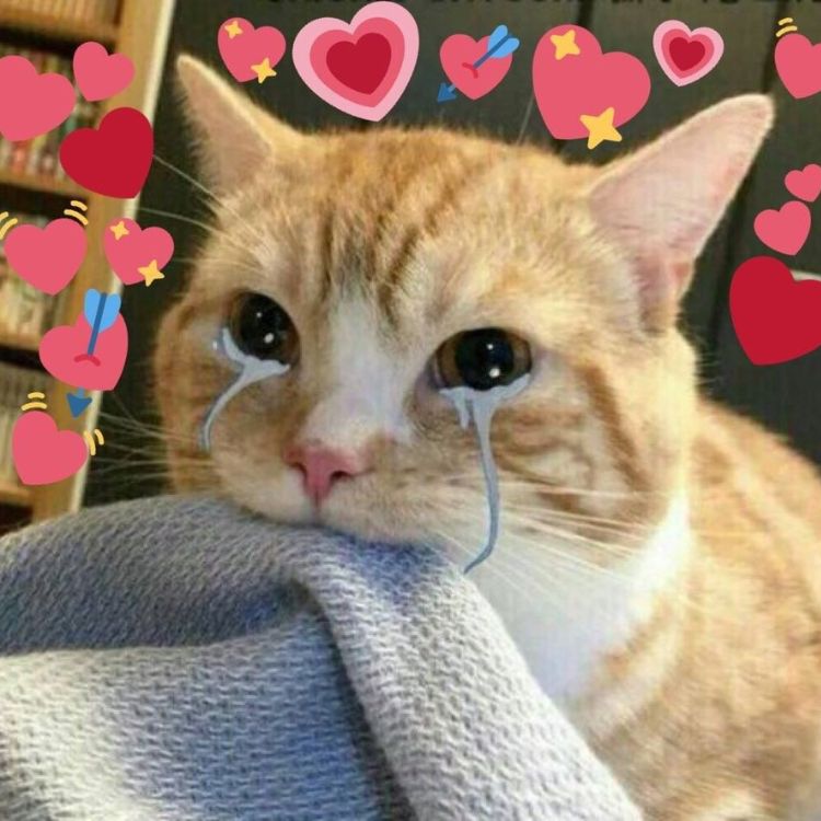 Meme tình iu mèo