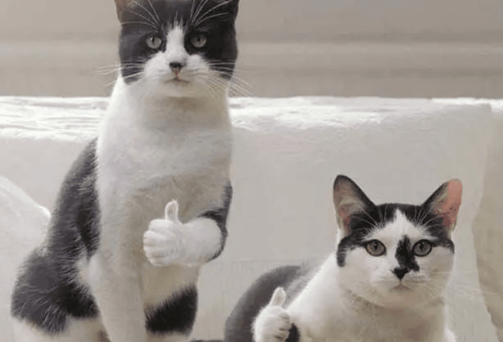 meme mèo khóc like