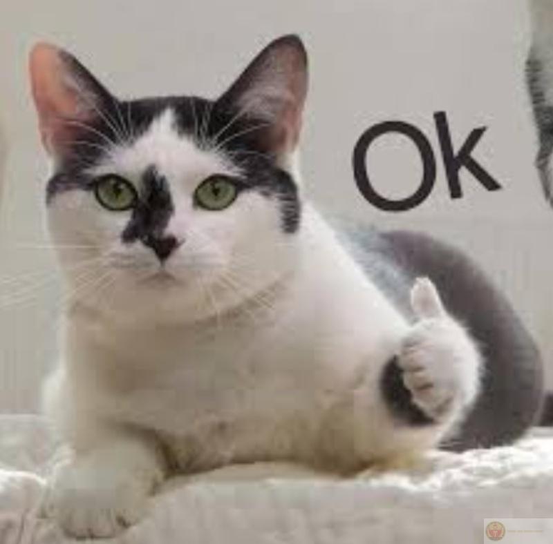 Gật đầu ok như thể hiểu, mà có hiểu gì đâu