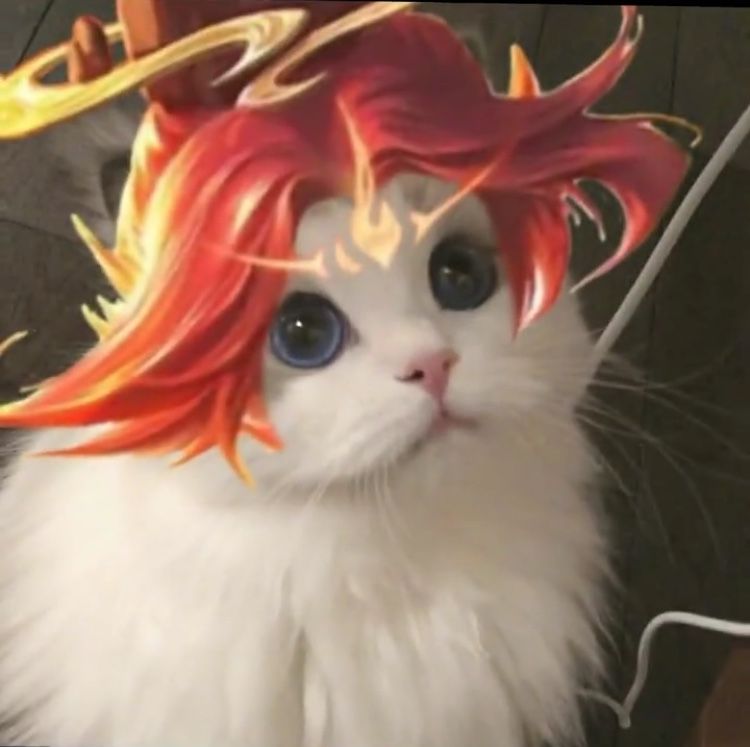 ảnh mèo meme liên quân