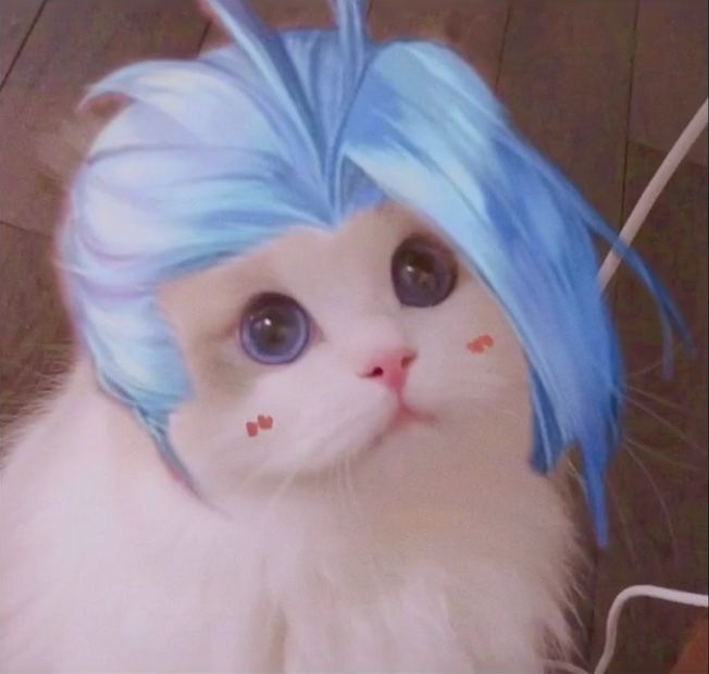 mèo ảnh mèo meme lq