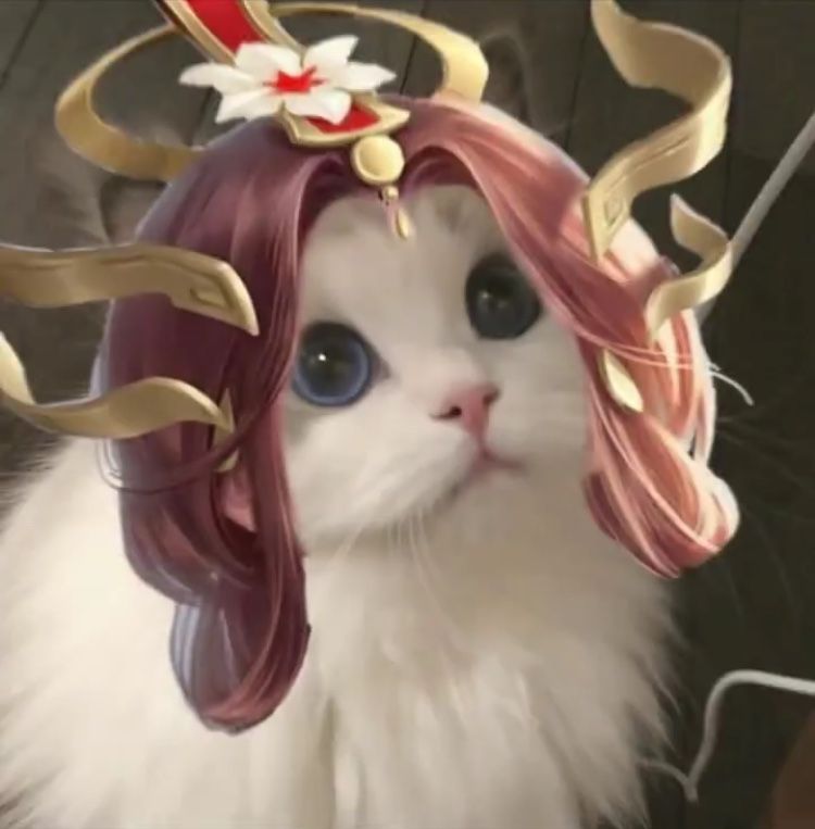 ảnh mèo meme lien quan