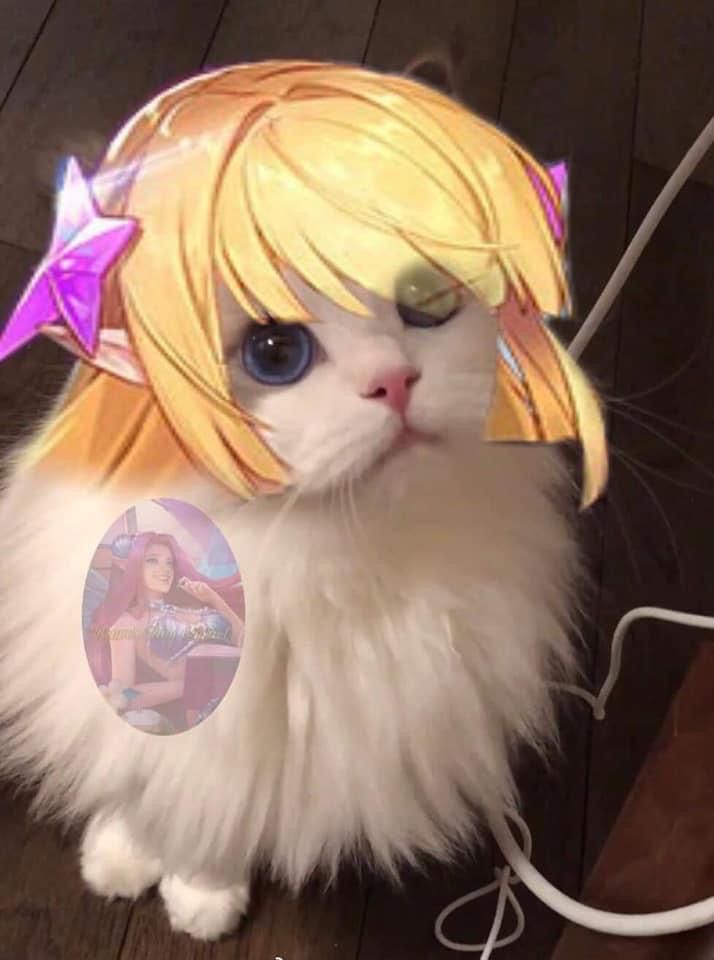 ảnh mèo meme lq đẹp