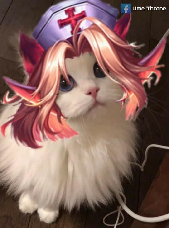 avt mèo liên quân