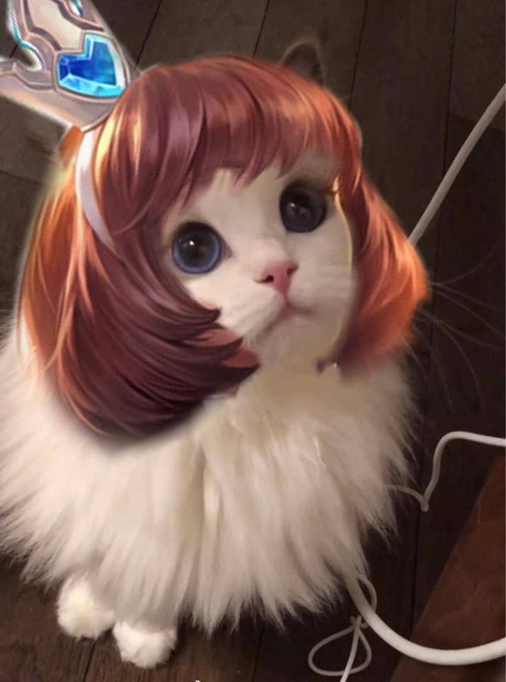 avt mèo liên quân