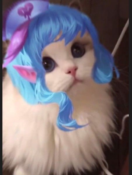 Anh meo LQ 60*264622