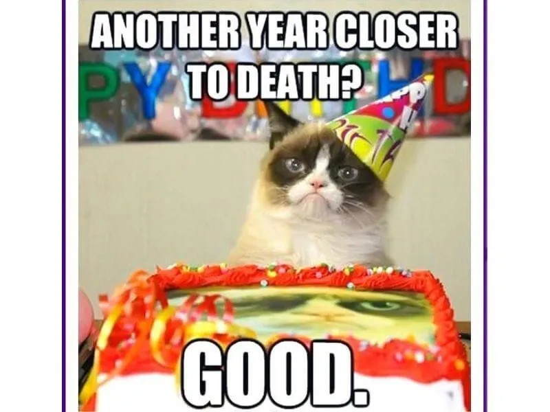 Meme mèo mặc đồ vest, chuẩn bị dự tiệc sinh nhật sang trọng