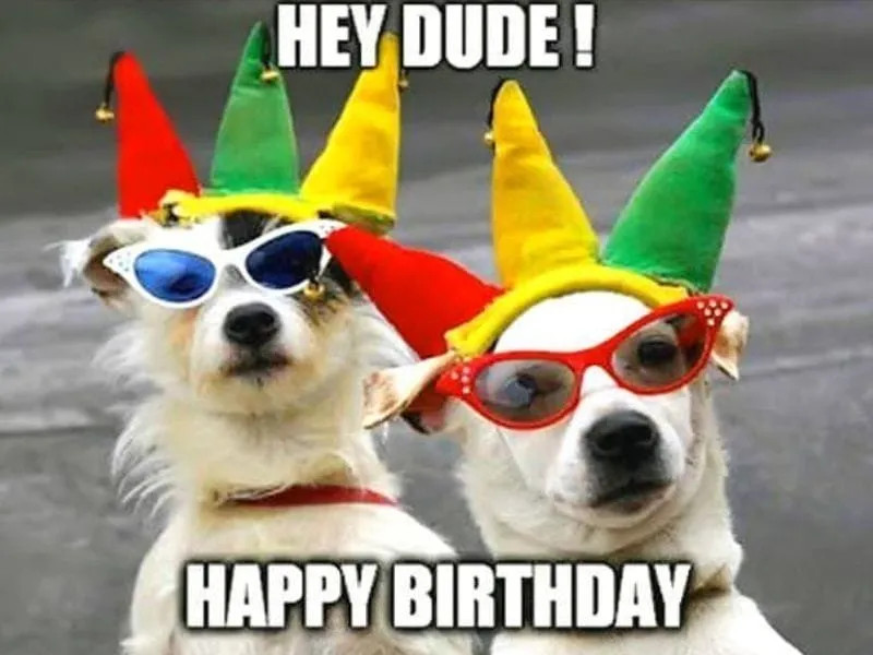 Meme mèo con mắt to tròn cầm bánh sinh nhật